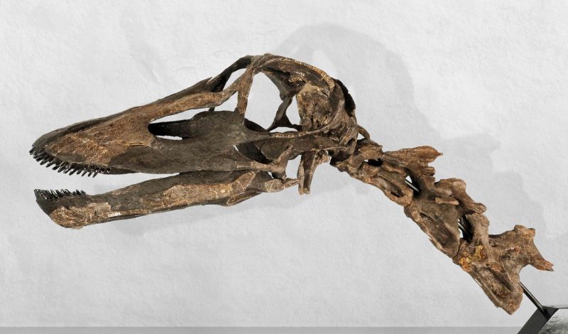 Schädel mit Zähnen des Sauropoden Kaatedocus siberi, Fundort: Howe Ranch, Wyoming, USA