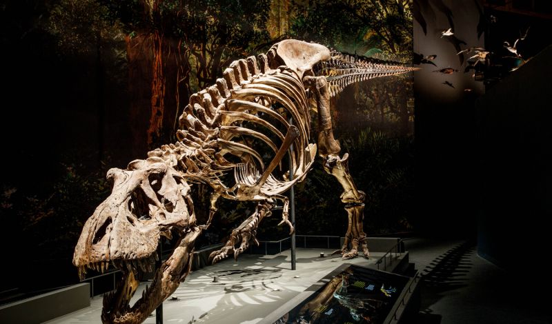 Skelett eines Tyrannosaurus rex, Fundort: Murray Ranch, Montana, USA