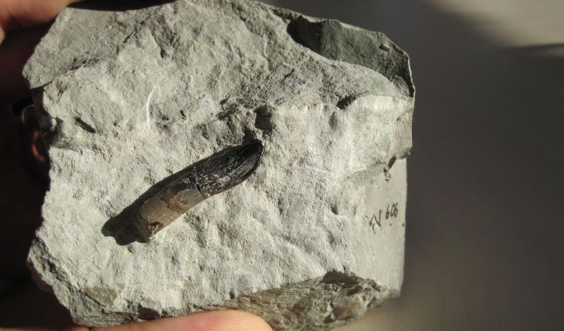 Zahn eines Europasaurus holgeri in Kalkstein, Fundort: Steinbruch Langenberg bei Oker im Harz