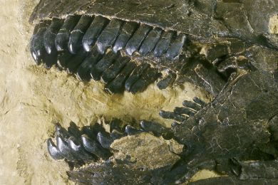 Gebiss eines Camarasaurus, Fundort Howe Ranch, Wyoming, USA