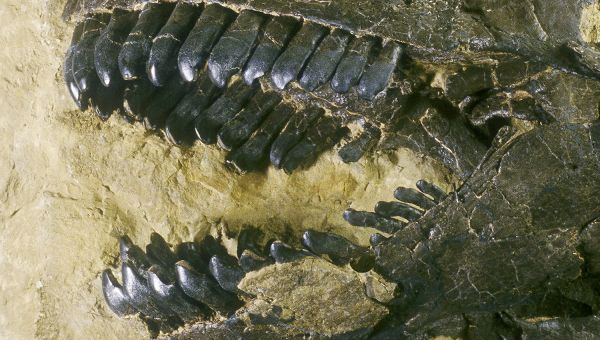 Gebiss eines Camarasaurus, Fundort Howe Ranch, Wyoming, USA